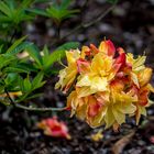 Rhododendron Park Bremen 07