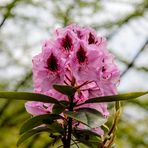 Rhododendron Park Bremen 09
