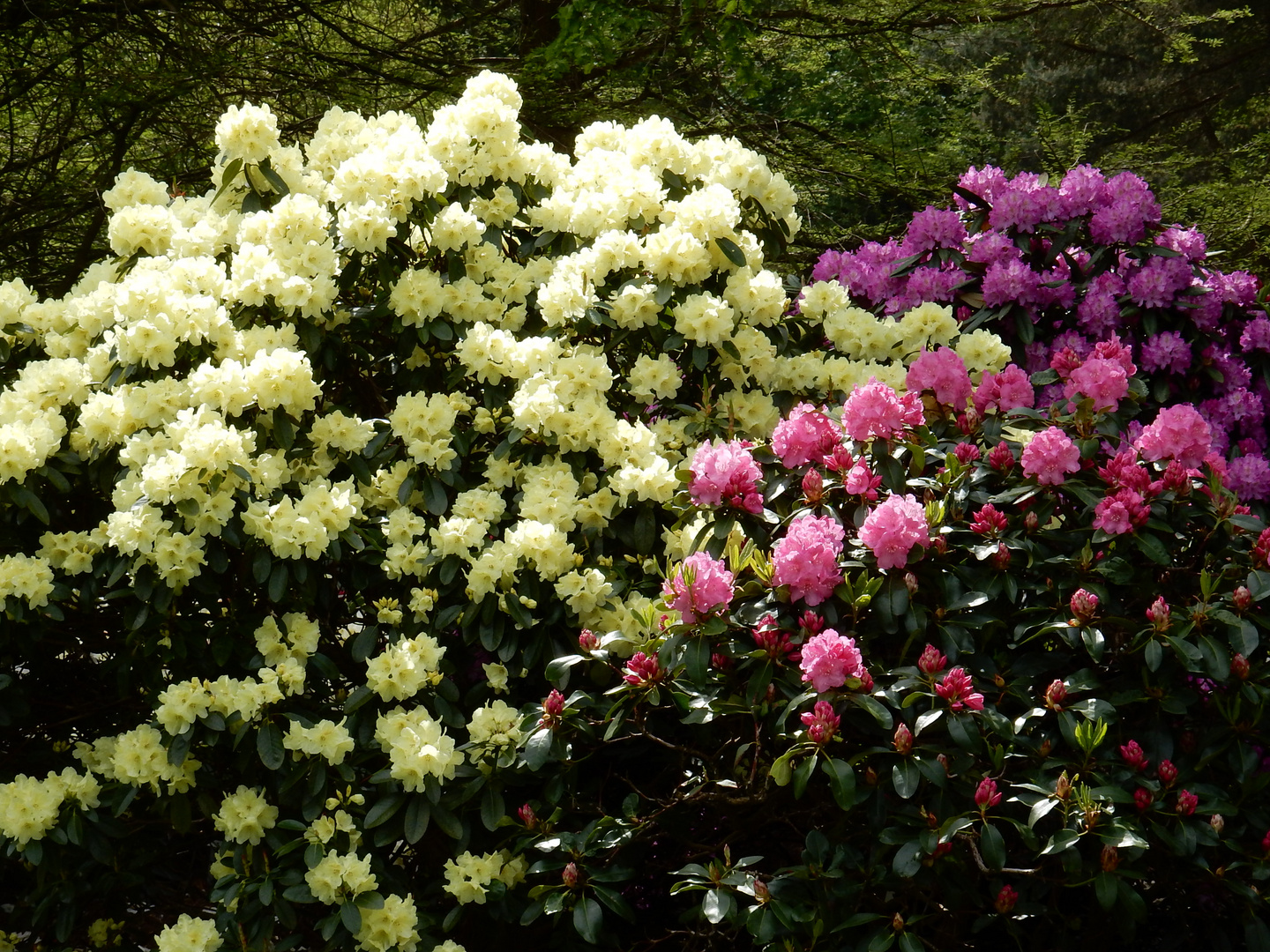 Rhododendron-Park Bremen