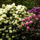 Rhododendron-Park Bremen