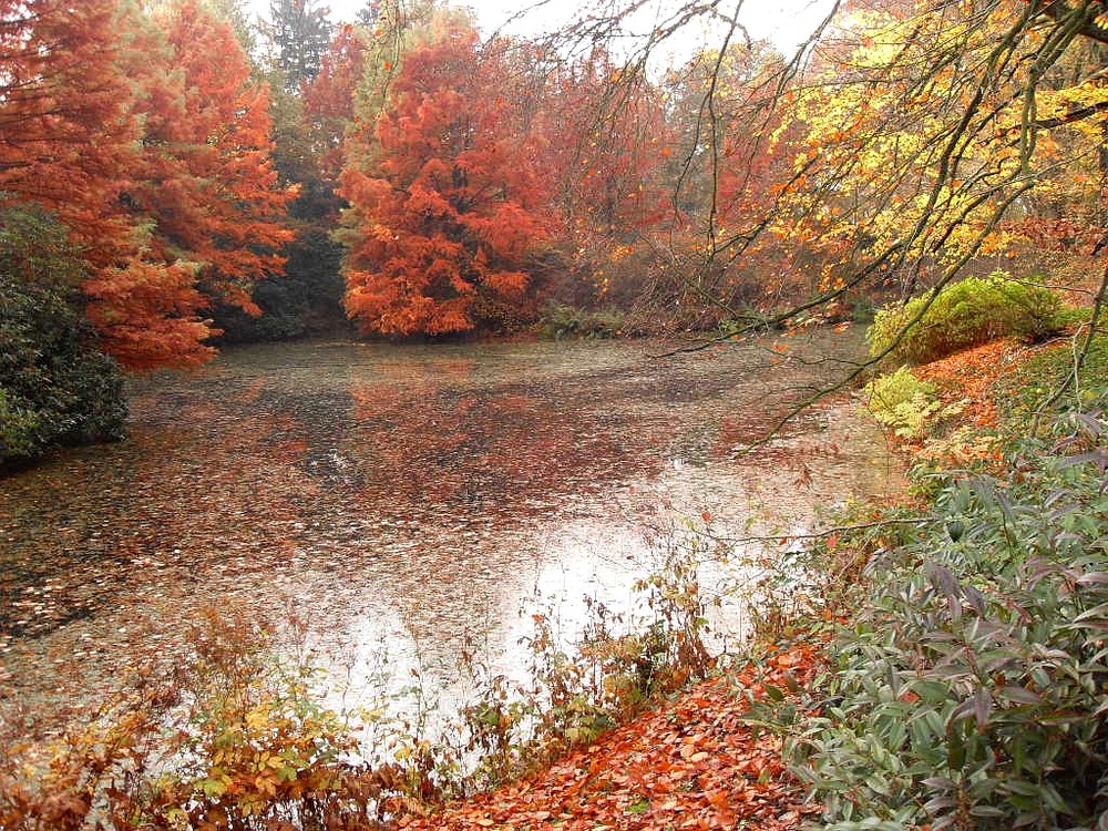 Rhododendron Park Bremen