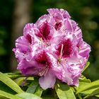 Rhododendron Park Bremen 10