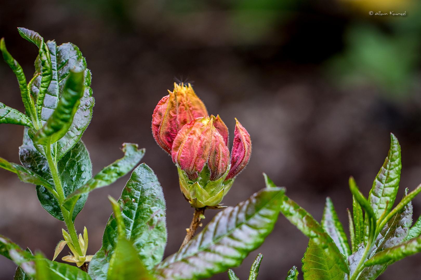 Rhododendron Park Bremen 12