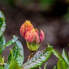 Rhododendron Park Bremen 12