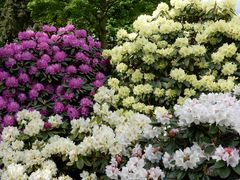 Rhododendron-Park Bremen