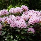 Rhododendron-Park Bremen