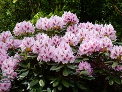 Rhododendron-Park Bremen