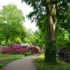 Rhododendron Park in Bremen