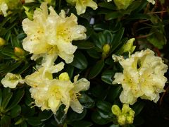 " RHODODENDRON " Patty Bee