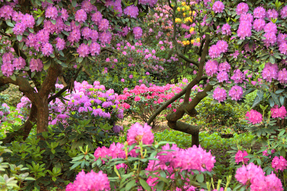 Rhododendron Pfad im Hamburger Stadtpark