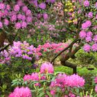 Rhododendron Pfad im Hamburger Stadtpark