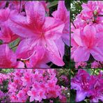 *** Rhododendron *** pink