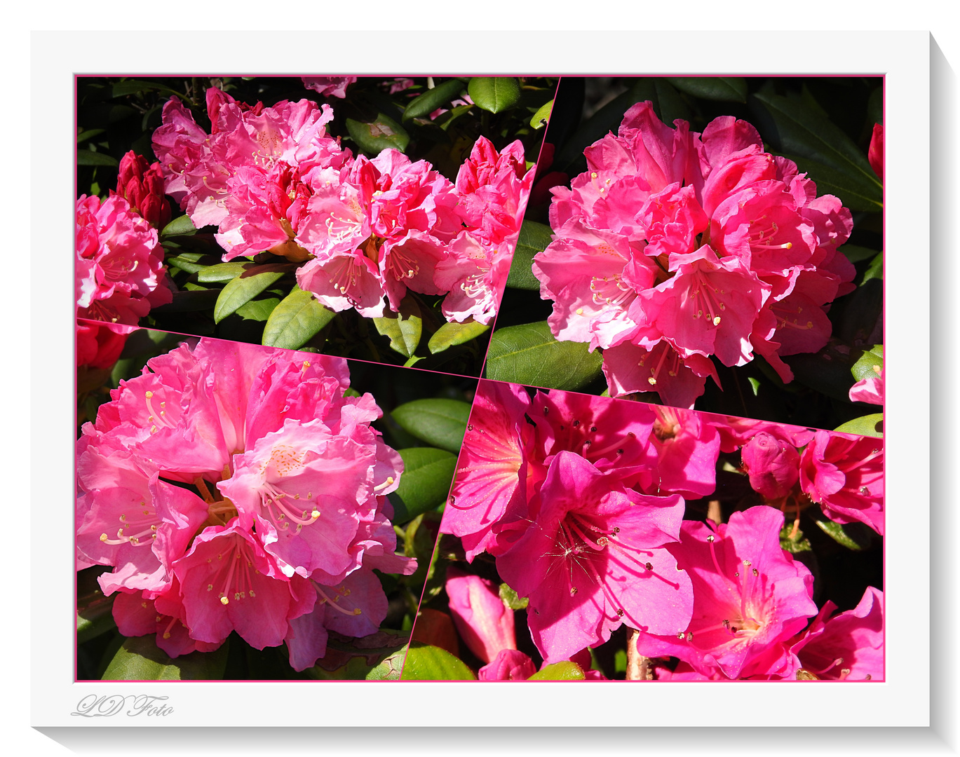 Rhododendron pink