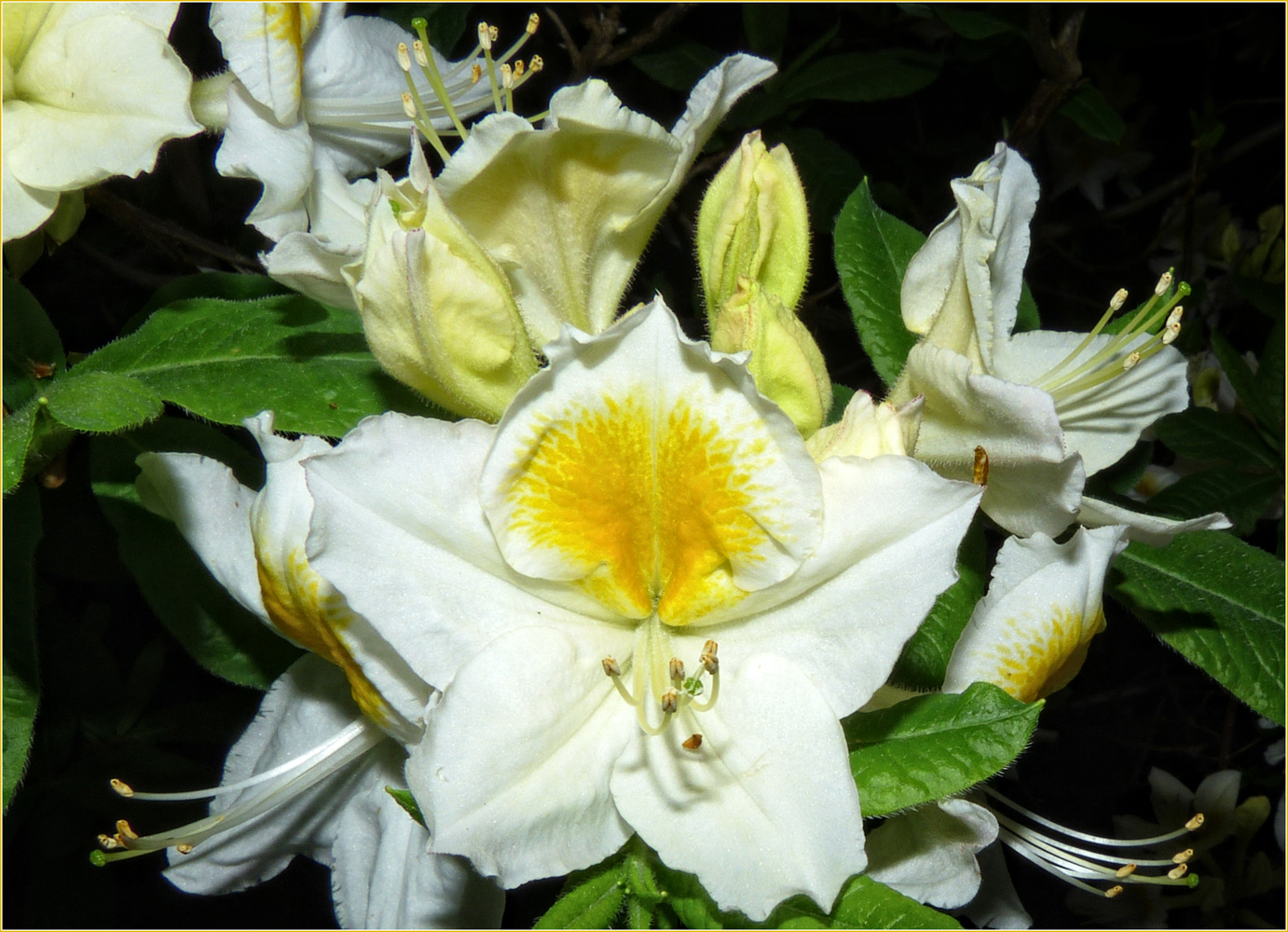 RHODODENDRON PRACHT