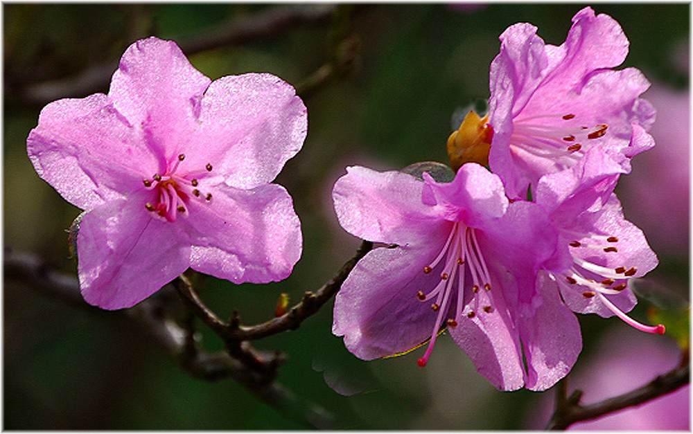 rhododendron praecox