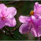 rhododendron praecox