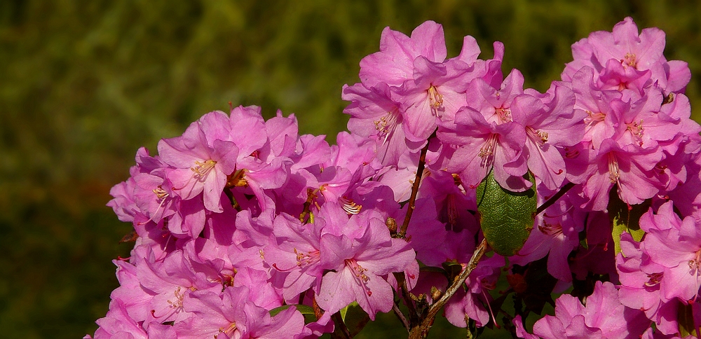 Rhododendron Praecox