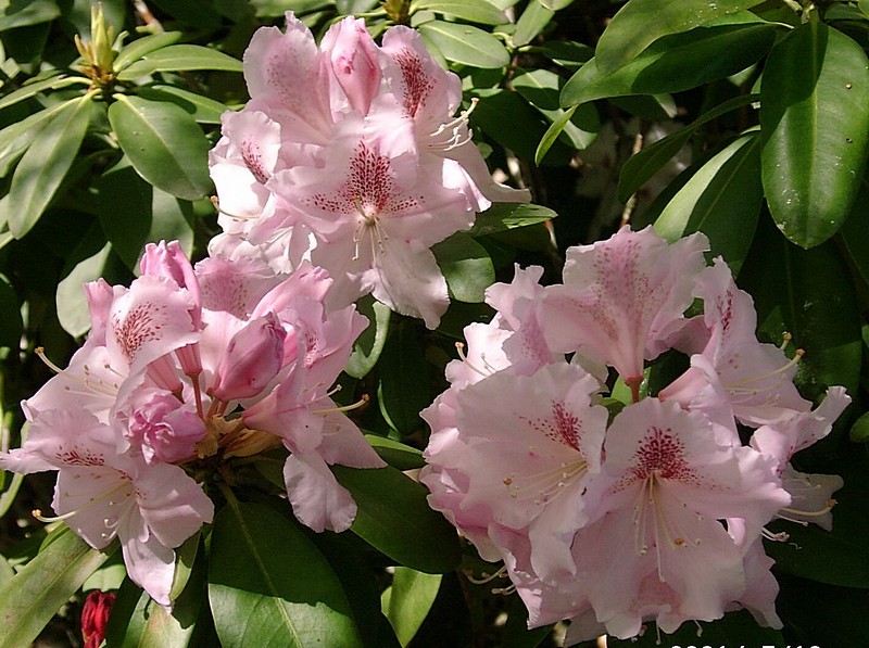 Rhododendron Rosa