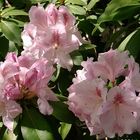 Rhododendron Rosa