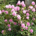 Rhododendron, rosa Busch