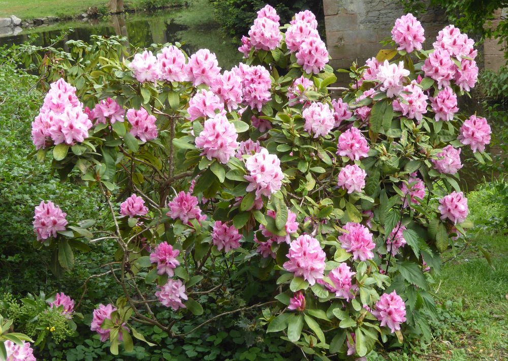 Rhododendron, rosa Busch