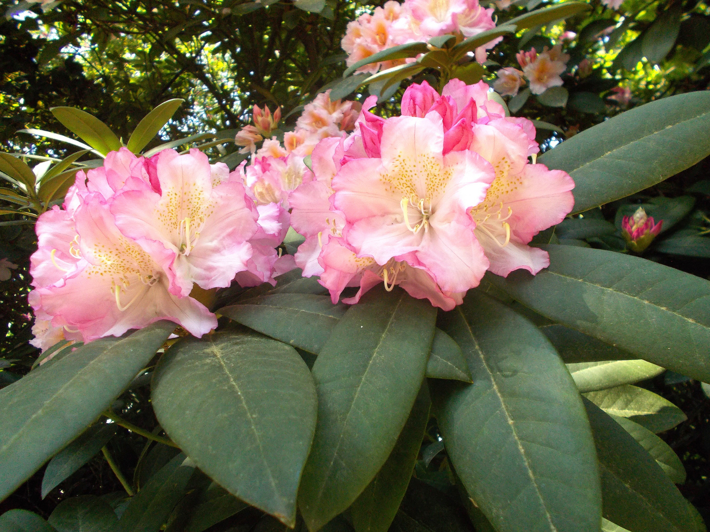 Rhododendron rosa-changierend