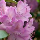 Rhododendron, Rosenbaumblüte
