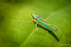 Rhododendron-/Rundkopfzikade