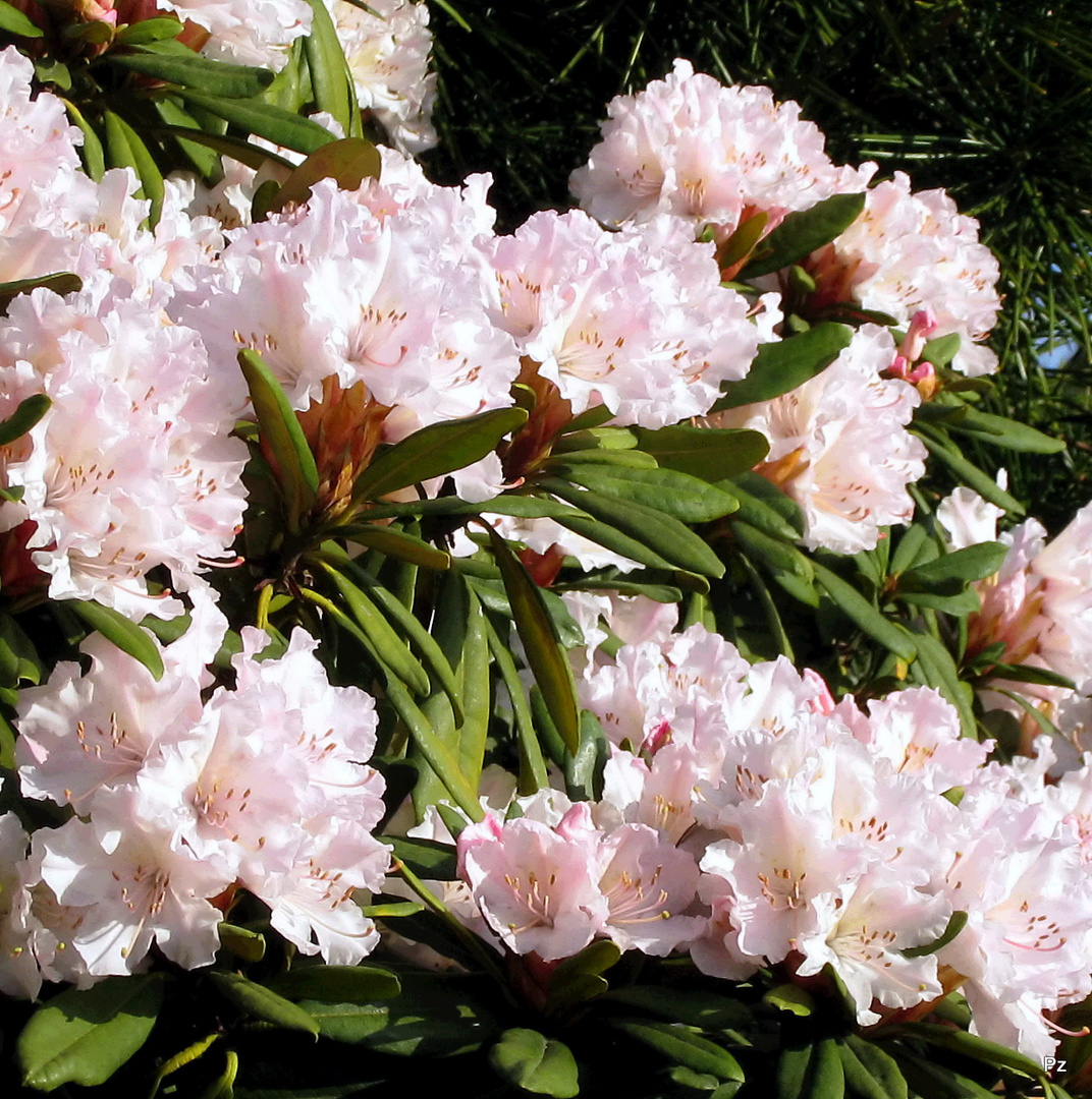 Rhododendron schon in voller Frühjahrsblüte ...