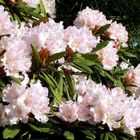 Rhododendron schon in voller Frühjahrsblüte ...