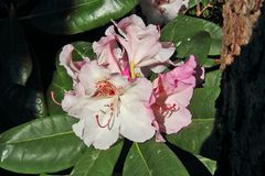 Rhododendron spec