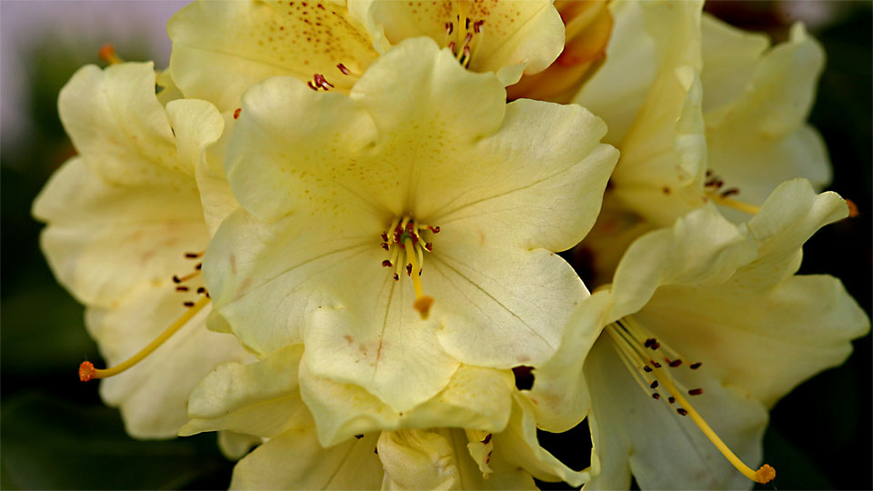 Rhododendron spec., Ericaceae, Wien / A