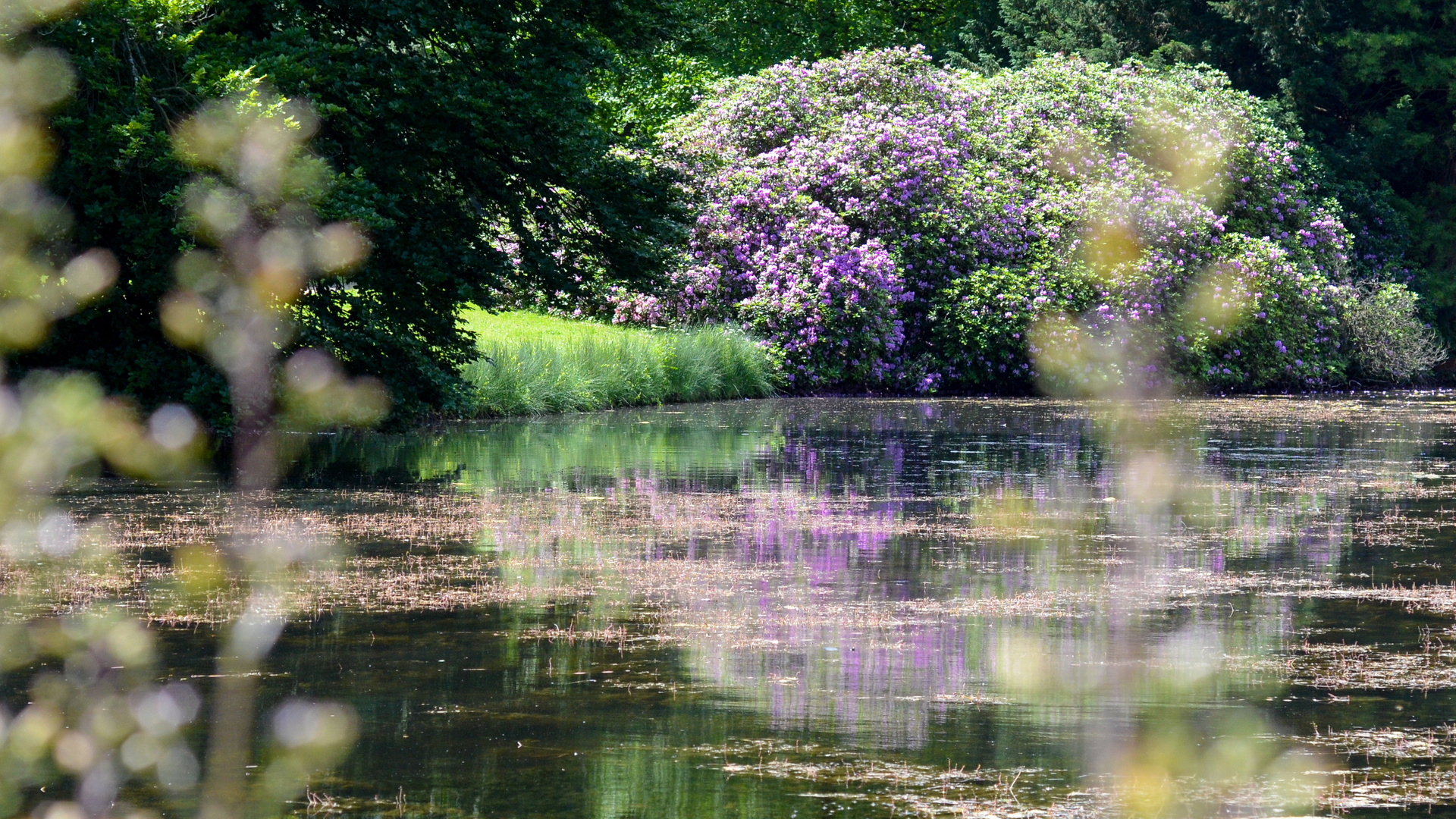 Rhododendron-Spiegelung