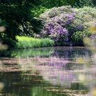 Rhododendron-Spiegelung