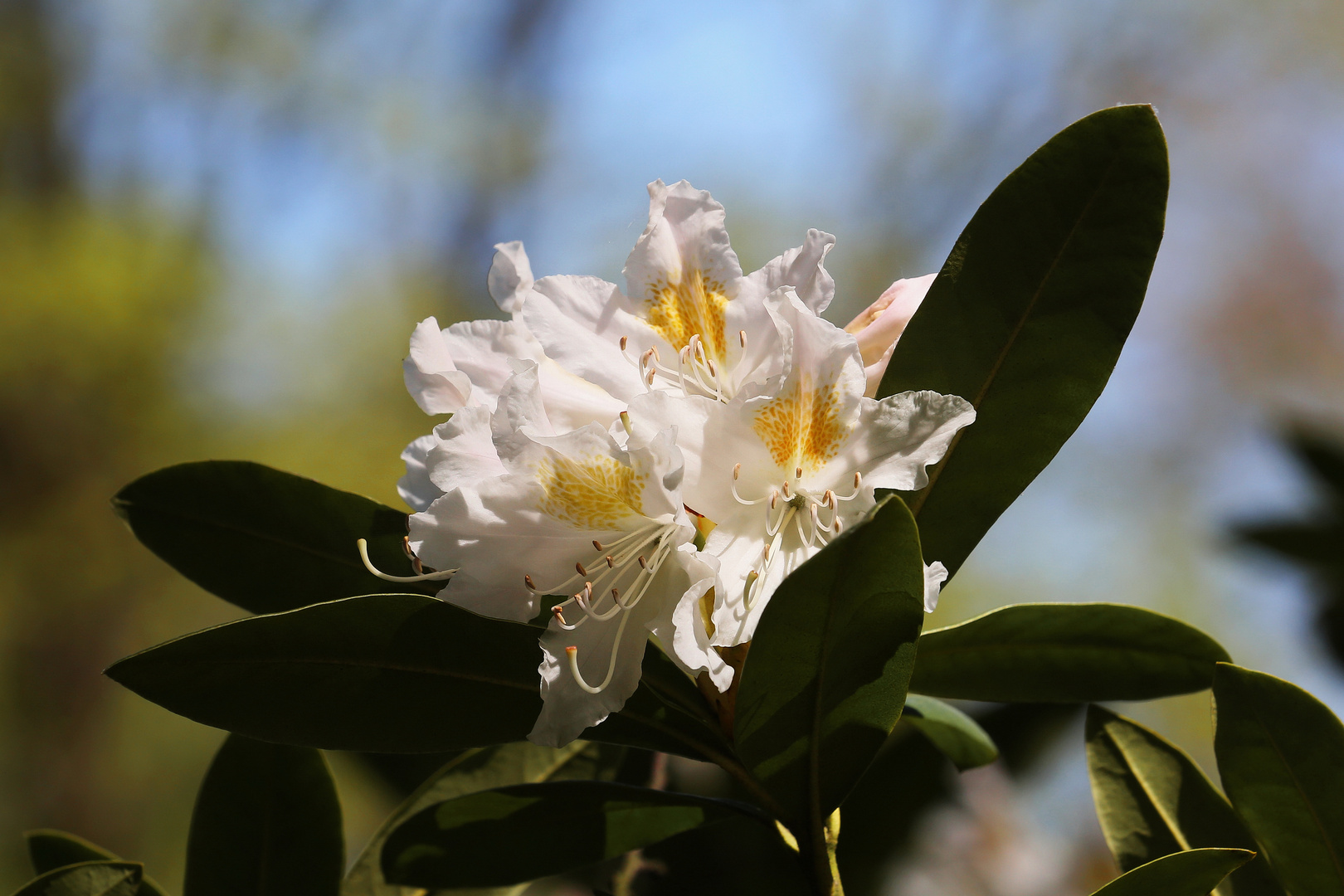 Rhododendron - Spring 2019