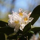 Rhododendron - Spring 2019