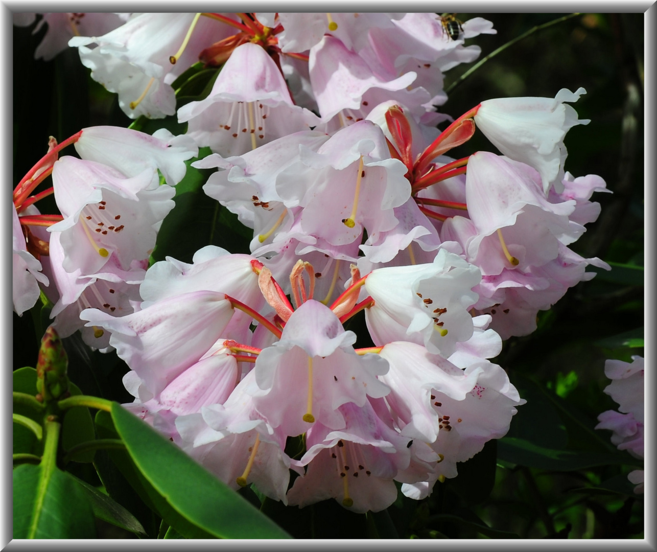 Rhododendron Steffie