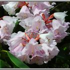 Rhododendron Steffie