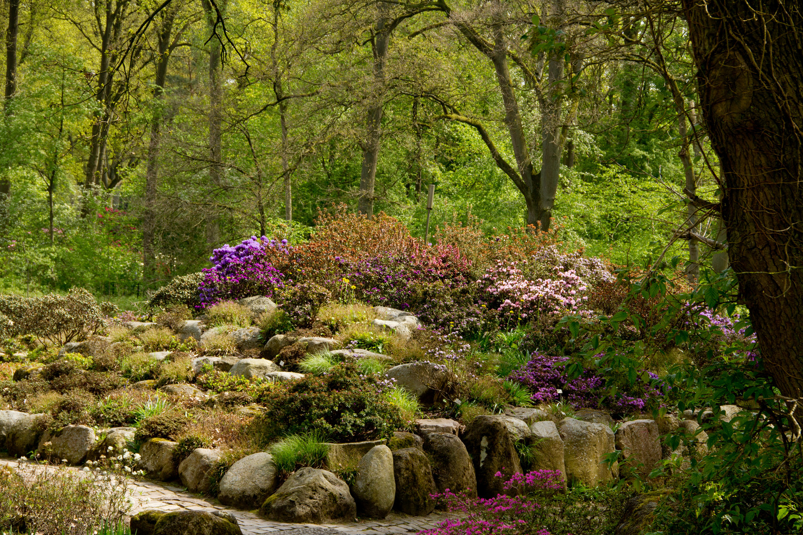 Rhododendron Steingarten im Rhododendronpark Bremen 