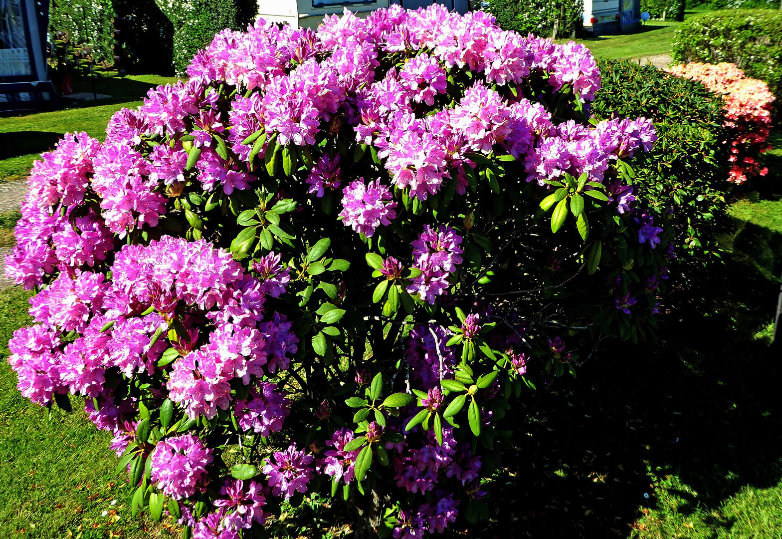 Rhododendron-Strauch,