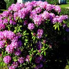 Rhododendron-Strauch,