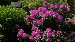 Rhododendron Strauch