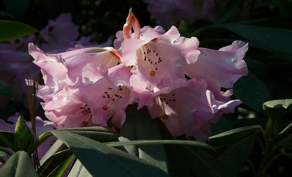 Rhododendron sutchuenense