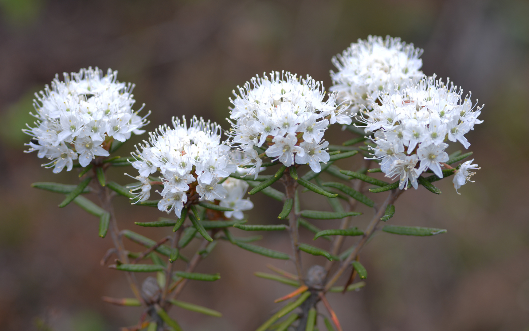 Rhododendron tomentosum