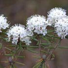 Rhododendron tomentosum