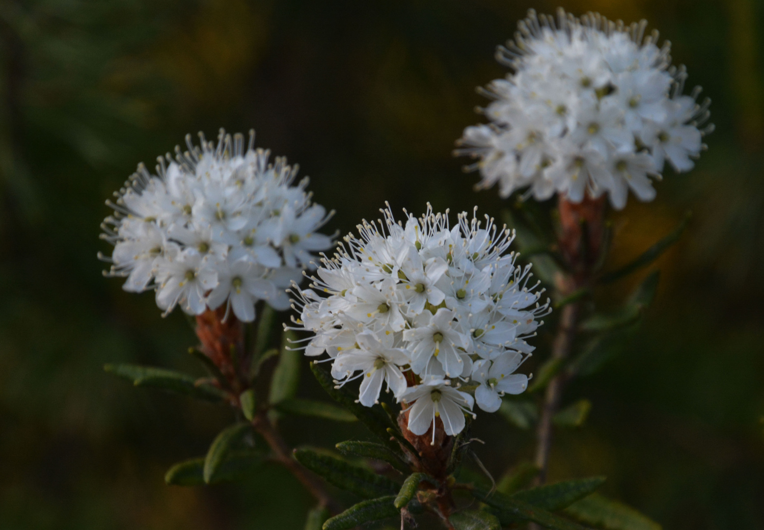 Rhododendron tomentosum