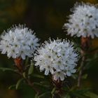 Rhododendron tomentosum