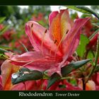 Rhododendron Tower Dexter