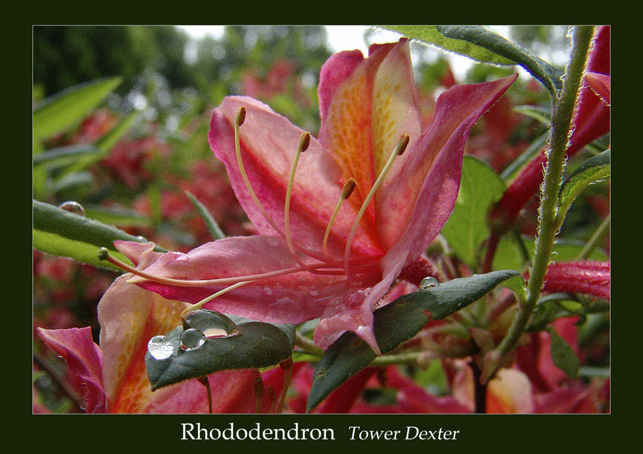 Rhododendron Tower Dexter