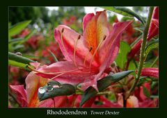 Rhododendron Tower Dexter